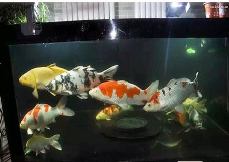 養(yǎng)錦鯉的風水禁忌