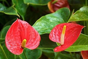 辦公室綠植擺放風(fēng)水忌諱，辦公室怎樣養(yǎng)綠植旺事業(yè)