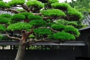 批八字 松柏木命命帶偏官命運(yùn)如何