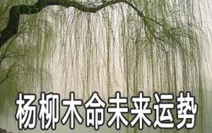 楊柳木命的男人一生命運運勢好不好