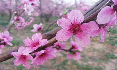 甲午日柱女命桃花旺嗎 桃花運(yùn)很好