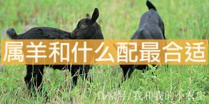 屬羊和什么配最合適呢 屬馬最配