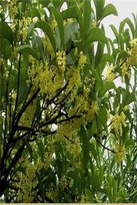 桂花樹鎮(zhèn)宅還是招鬼？