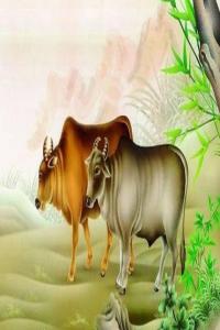 世界上最長(zhǎng)壽的動(dòng)物四大生肖