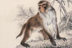 1992年是苦命猴還是富猴，十猴九苦是真的嗎？