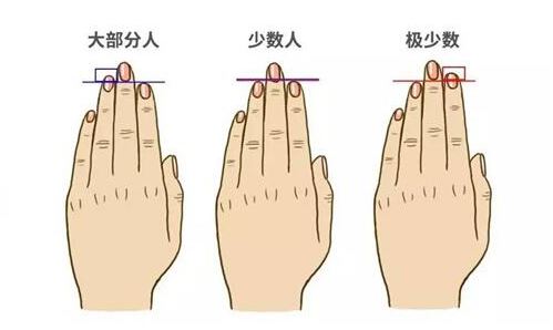 無(wú)名指比食指長(zhǎng)的男人代表什么