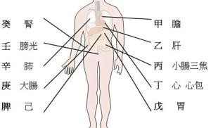 天干代表人身體的部位，十天干對(duì)應(yīng)身體各部位詳解！