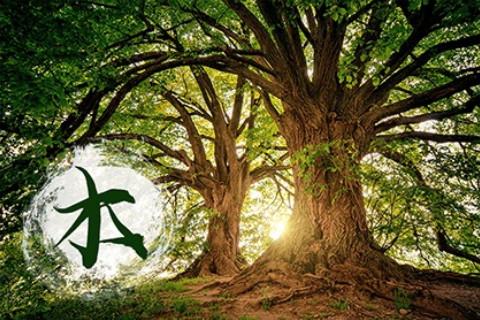 五行缺木怎么補的常規(guī)方式是什么？