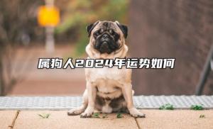屬狗人2024年全年運(yùn)勢(shì)運(yùn)程，屬狗人2024年每月運(yùn)勢(shì)及運(yùn)程詳解！
