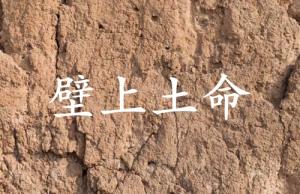 壁上土命女孩命運
