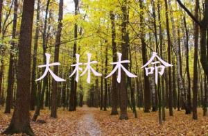 大林木命的男人的命運
