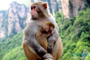 生肖猴斗不過的3個生肖